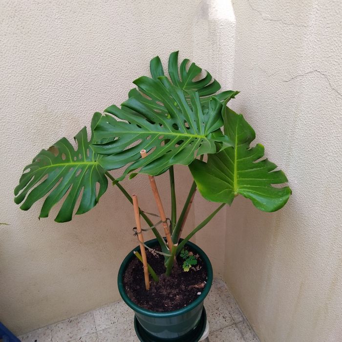 Planta costela de Adão