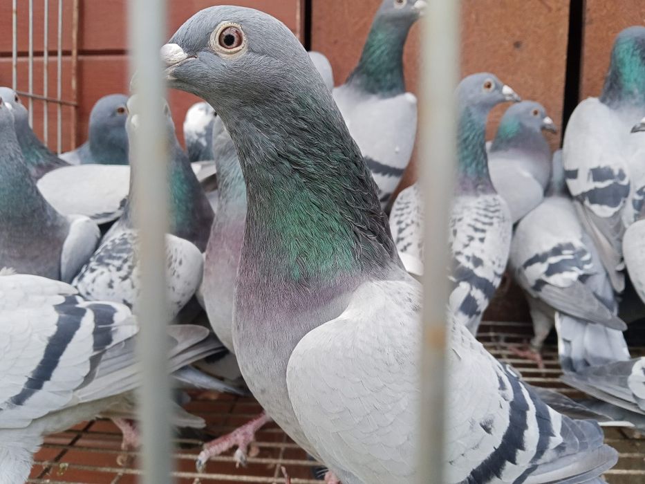 Gołębie pocztowe