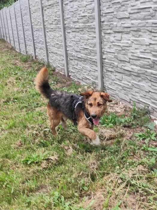 Szukamy domu dla Spajka