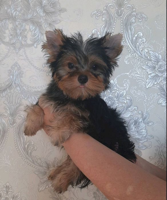 Йоркширский терьер