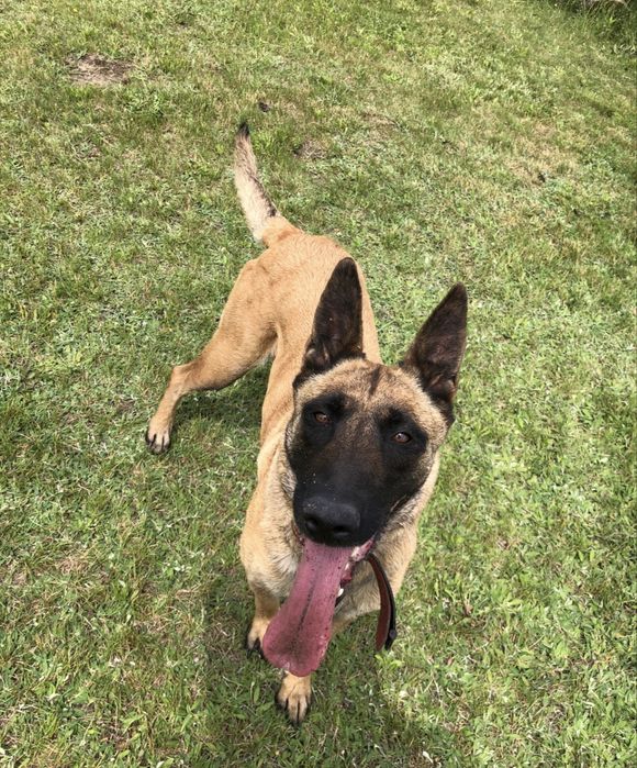 Owczarki belgiski/niemiecki