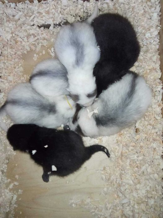 Lisy, liski, lis, lisięta, hodowla MarbleFox, szczenięta 2026