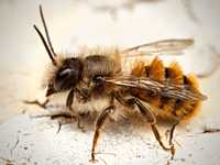 Pszczoła Murarka ogrodowa, zarejestrowana hodowla, 100 kokonów +gratis