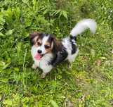 Spaniel kontynentalny, phalene nie papillon, ZKwP, FCI, suczka