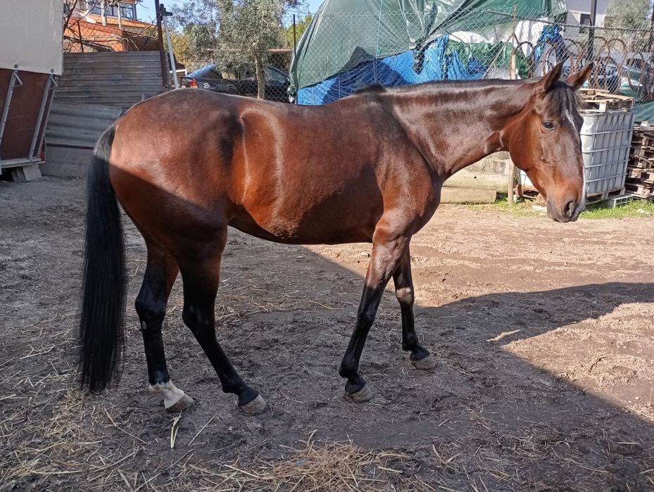 Égua cruzada 7 anos