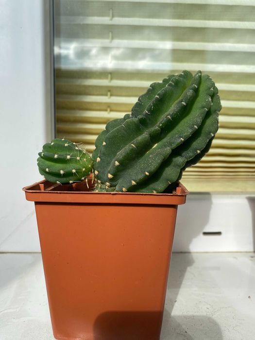 Чудові Кактуси! Квітнуть білими кватками!