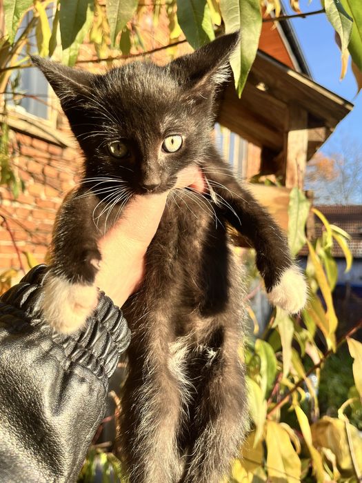 2 kocurki i jedna kotka szukaja domku za darmo