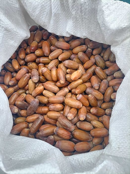 Skup żołędzi 4zł kilogram