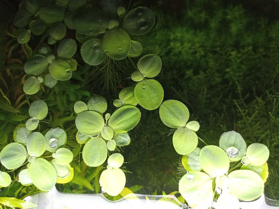 Акваріумні рослини та креветки