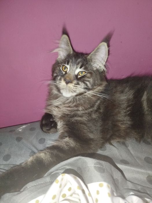 Cezar Maine coon