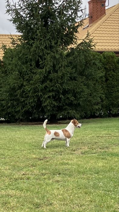 Jack russell terrier gotowe do odbioru
