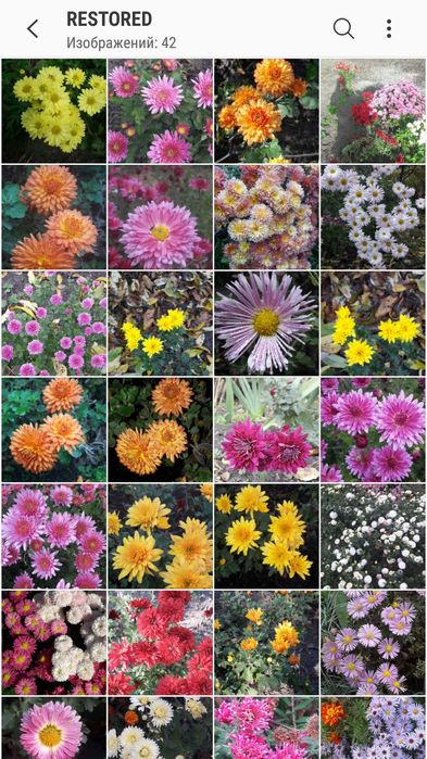 Хризантема,кущова