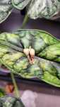 Bulwy Alocasia Dragon Scale Variegata