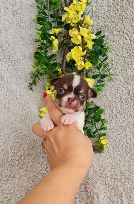Excecional menina minimini Chihuahua.Chiuaua linhagem Russa, Qualidade