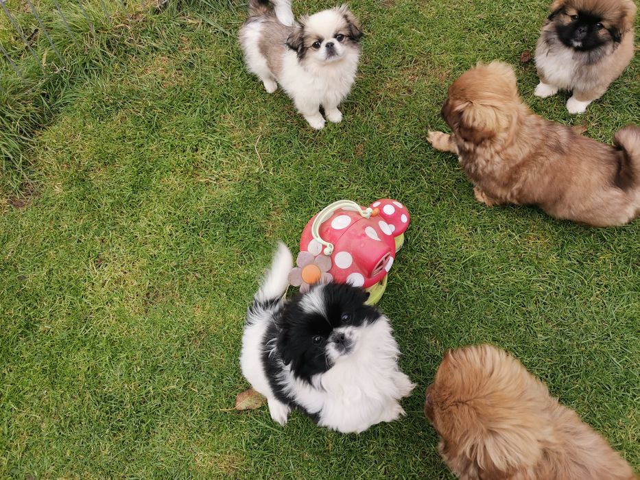 Pekińczyk Szczeniak Tricolor Nie Shih Tzu