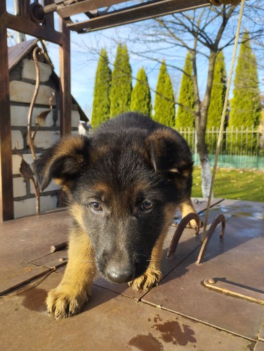 Щенята німецької вівчарки