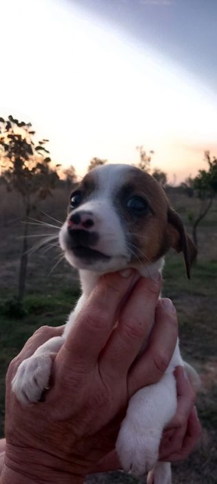 Jack Russell Terrier