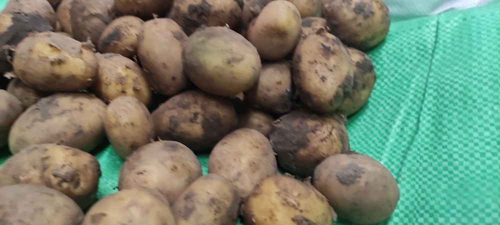 Ziemniaki odpad od jadalnych 20gr/kg