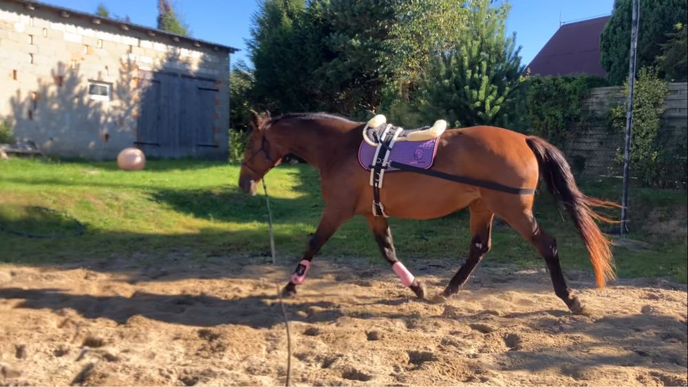 Pas za zad do pracy na lonzy