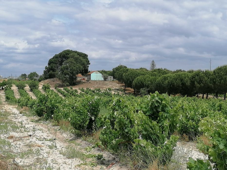 Terreno Rústico com 5.147 m2 - Cajados - Palmela