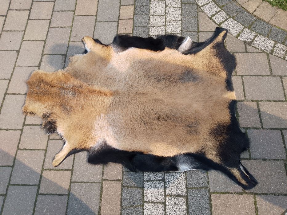 Skóry z owiec kameruńskich 60szt.