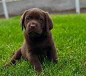 Labrador Retriever Czekoladowy Szczeniak