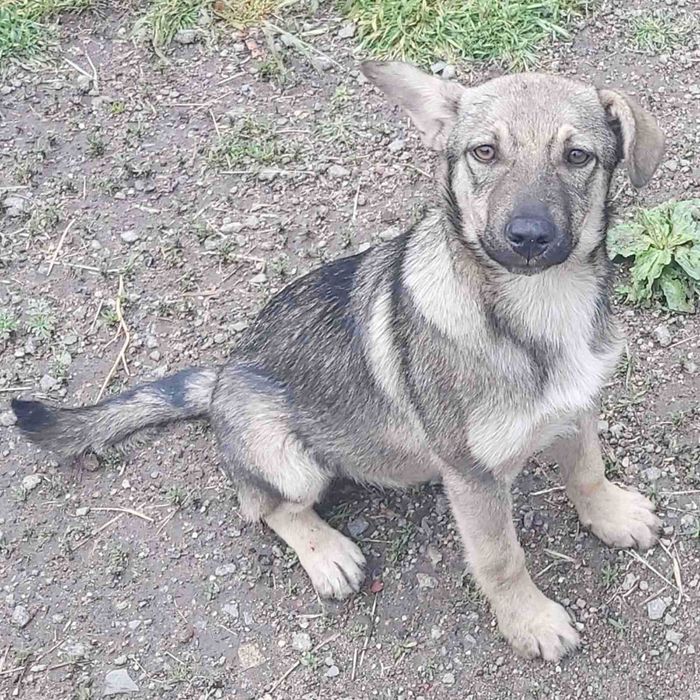 Віддам щенят в добрі руки