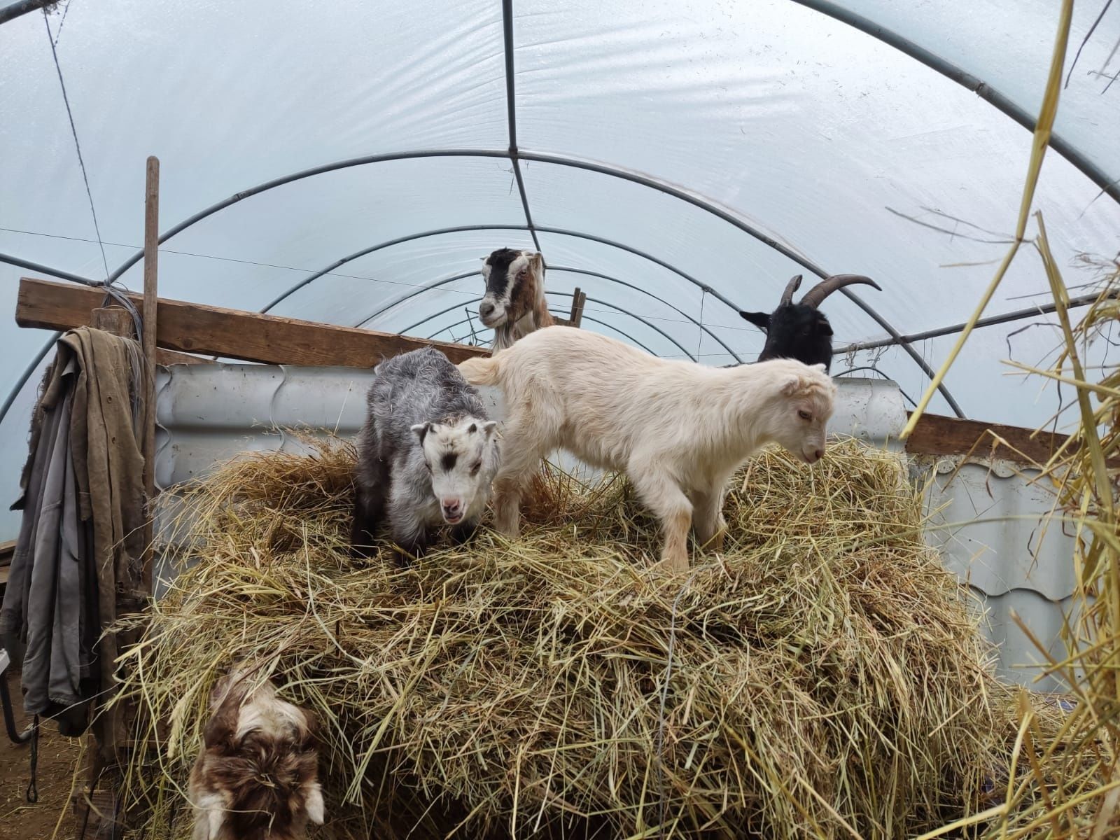 Продам козликів на плем'я