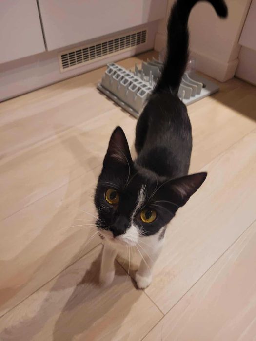 Kotka Trufelka szuka kochającego domu