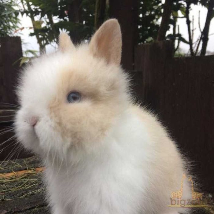 КРОЛИКИ  Декоративные. Детки. Домашние. Ручные. разные. есть КЛЕТКИ.