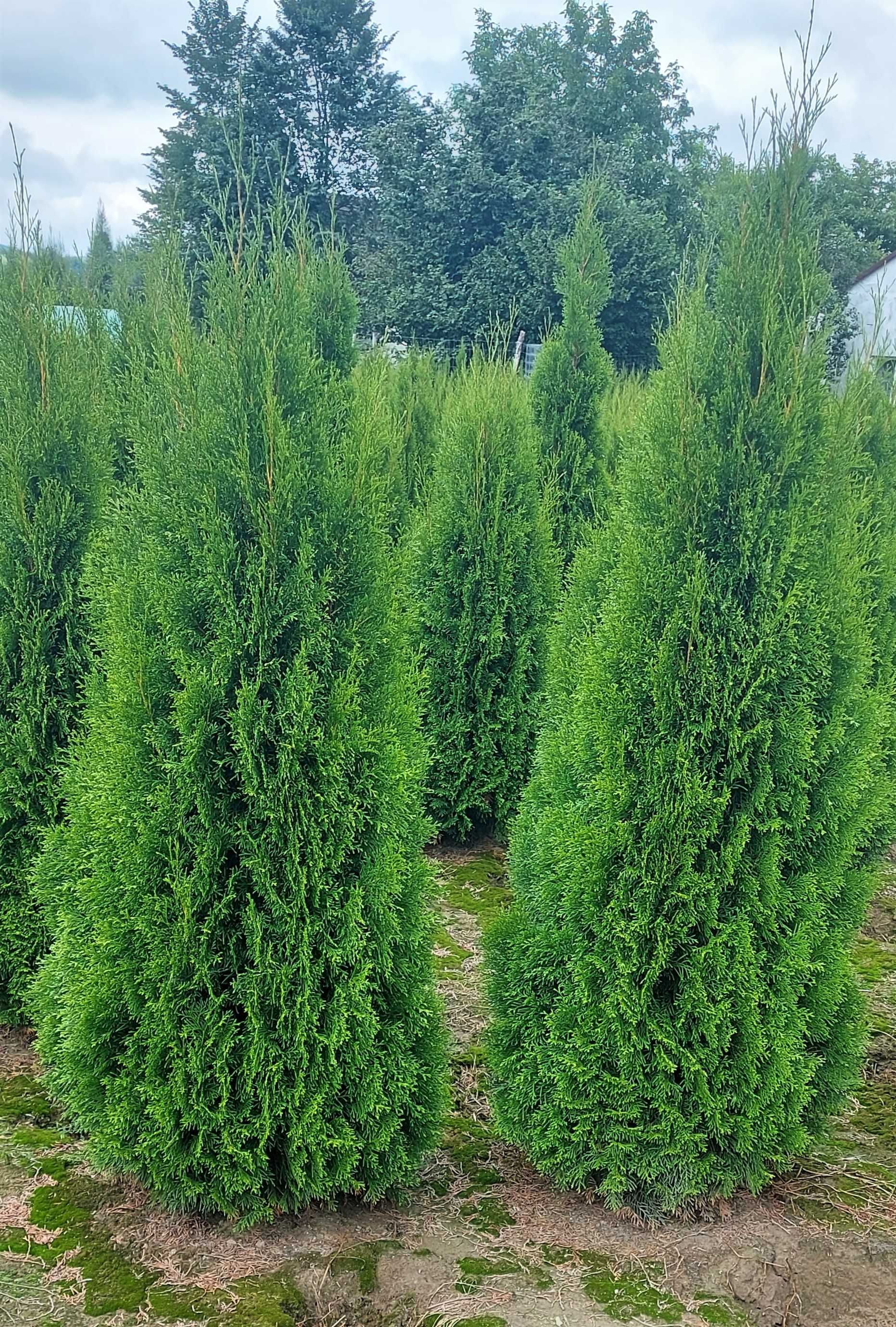 Tuja Szmaragd 300cm