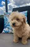 Śliczny Maltipoo, chłopak, słodszy od miodu. Mama Maltanczyk t Redtoy