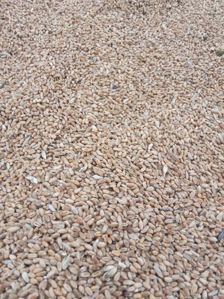 Продам пшеницю цьогорічну