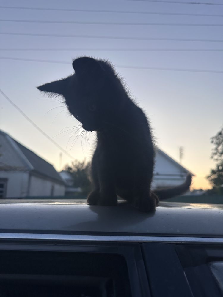 кошенята у добрі руки