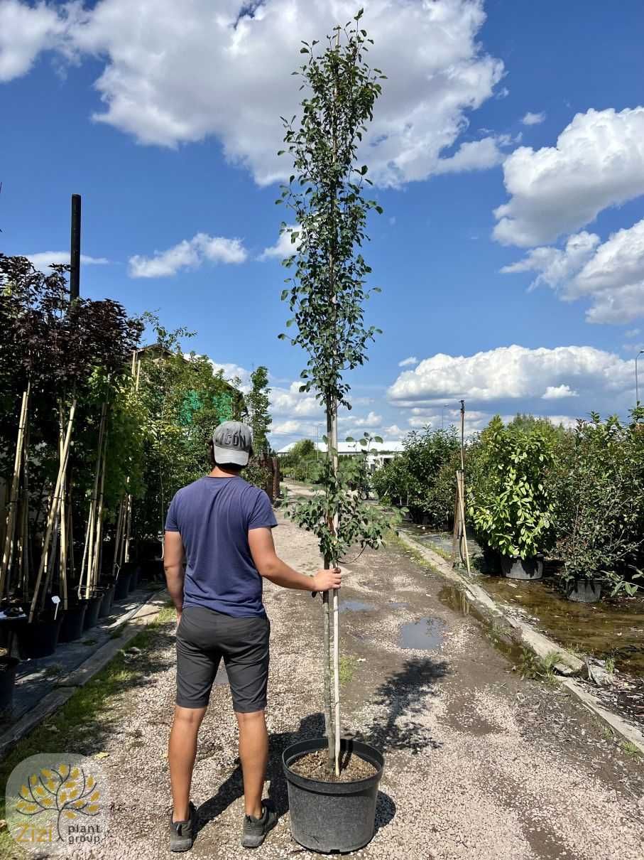 Amelanchier Obelisk, Świdośliwa olcholistna, obwód 6-8cm, 300-350cm