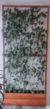 Жива стінка із рослини хойя