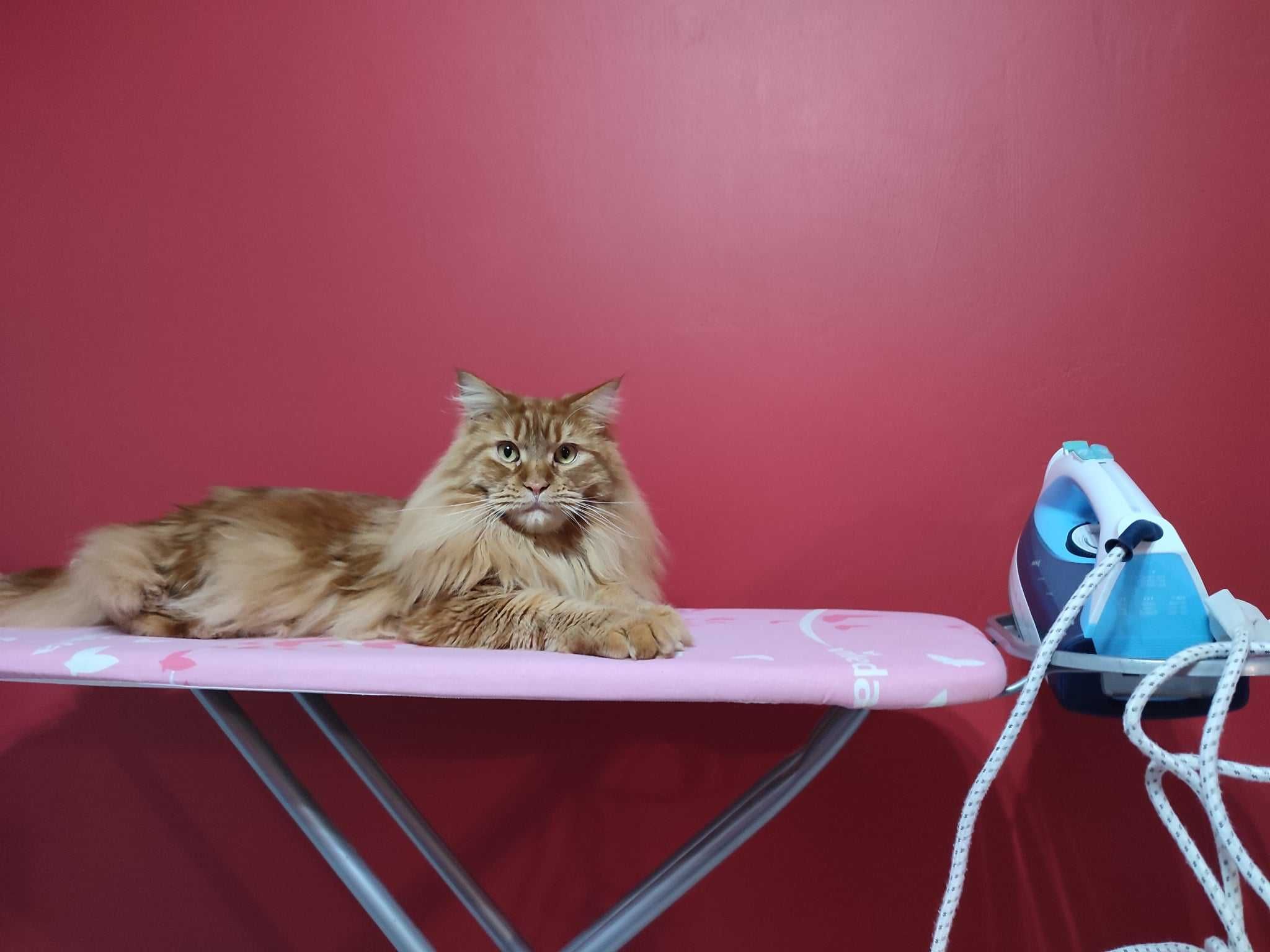 Kot Maine Coon Rudy uroczy kotek szuka nowego domu, skończone 4 latka