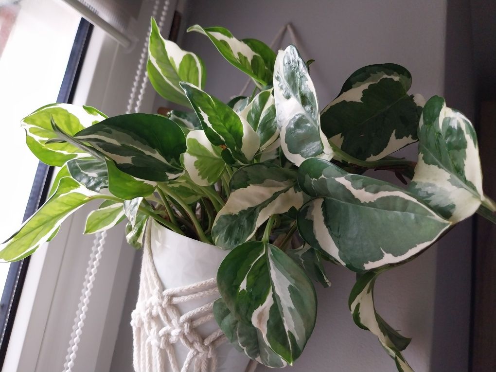 Syngonium Filodendron Scindapsus Epipremnum Hoya Monstera variegata sp