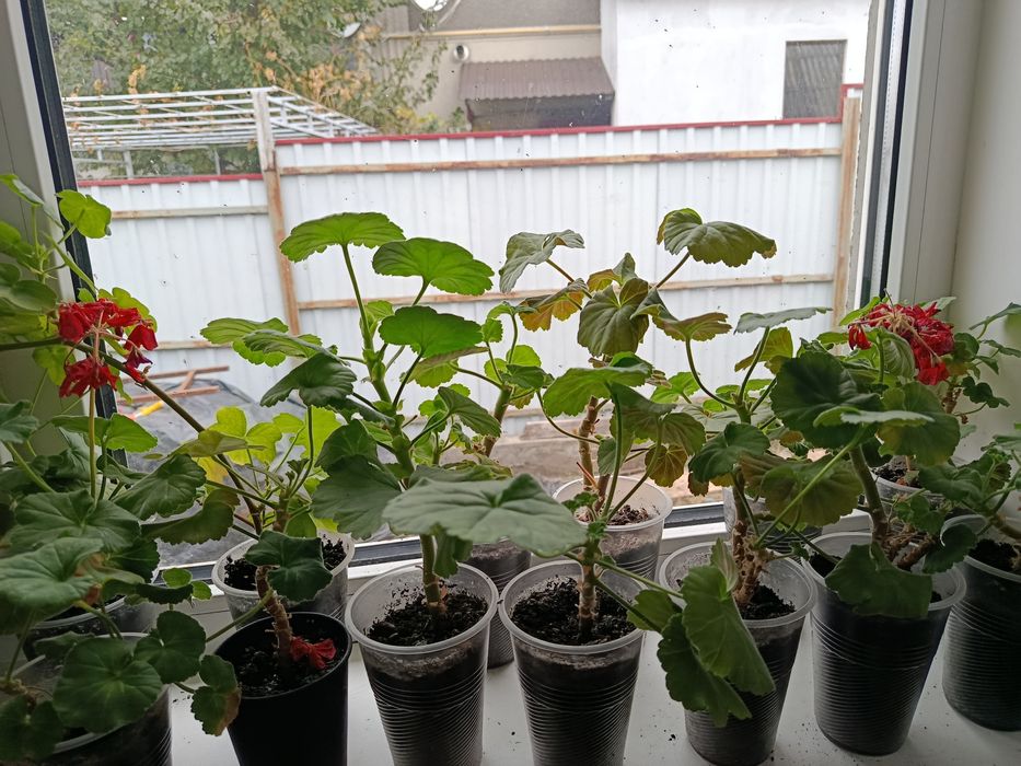 Продам калачики червоні