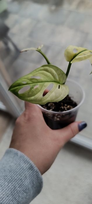 Monstera adansoni varie archipelag