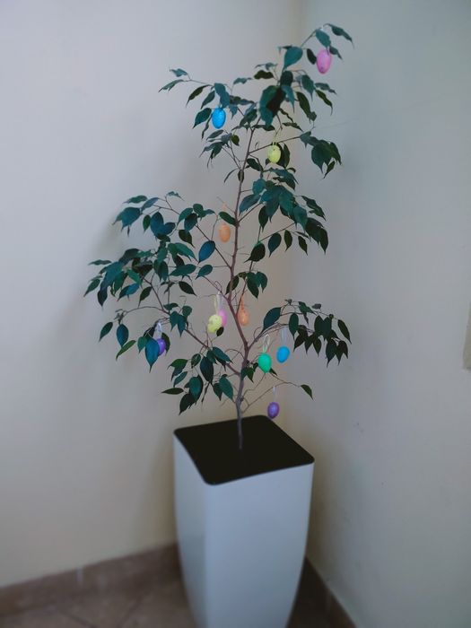 Фікус Бенджаміна вазон