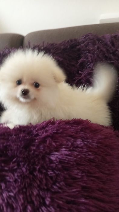 Szpic miniaturowy pomeranian piesek