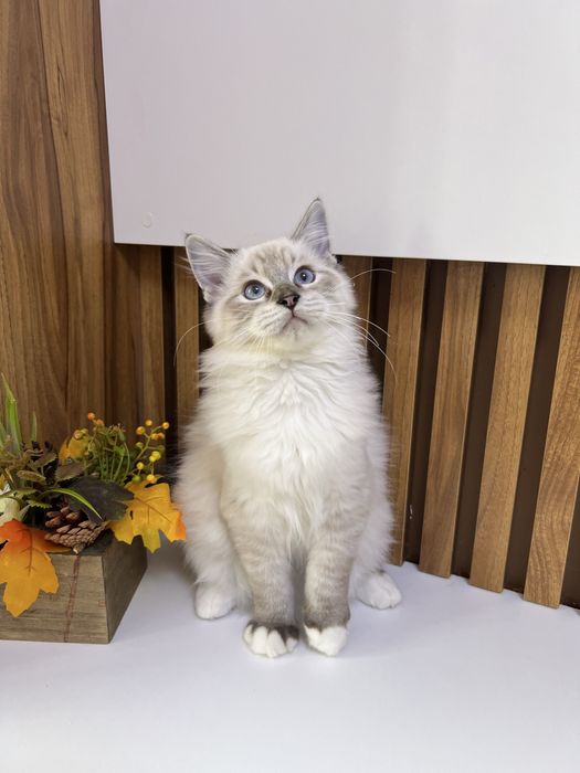 Kocurek Ragdoll , rodowod FPL.