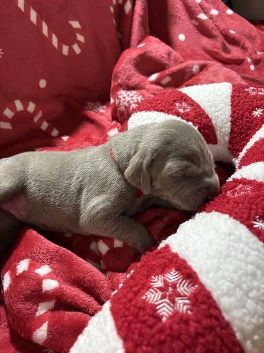 Szczenię wyżła weimarskiego