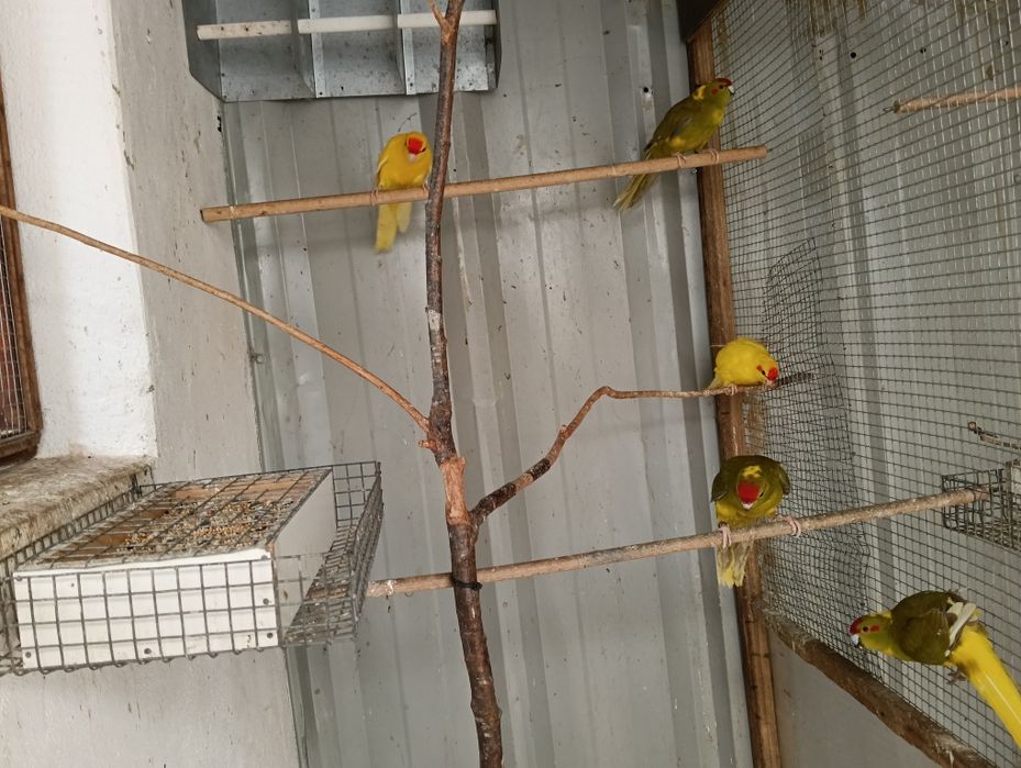 Vendo kakarikis já grandes