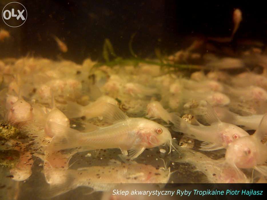 Kirys spiżowy albinos (Corydoras aeneus)