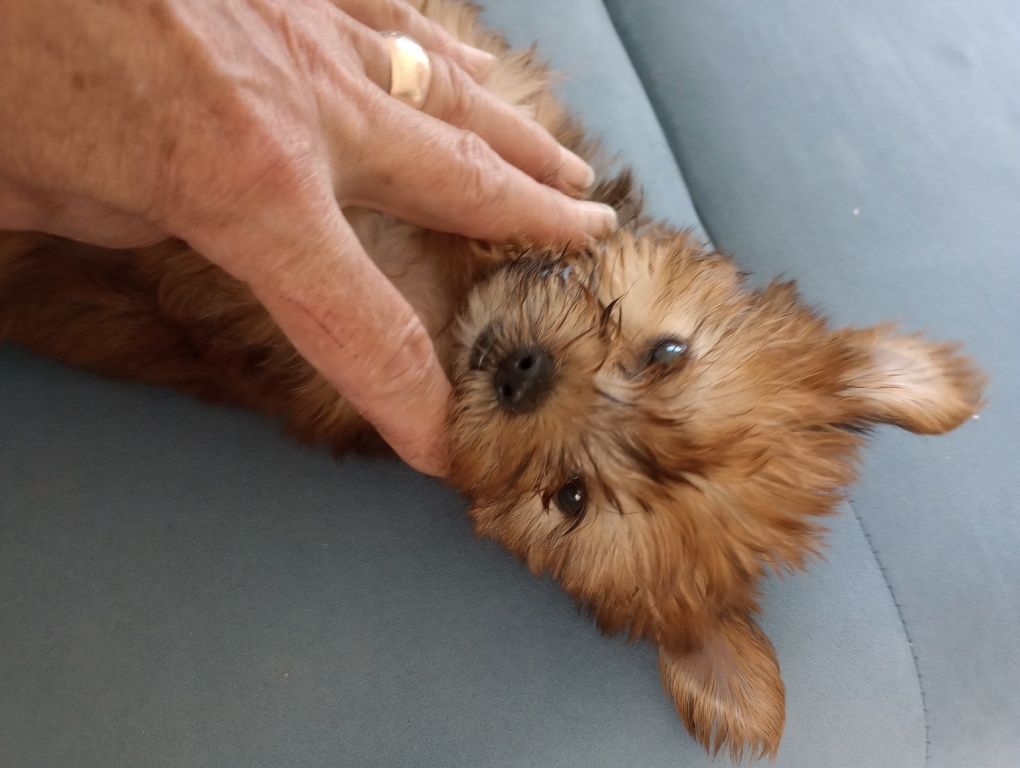 Yorkshire  terrier miniaturka   stalowo -złoty piesek