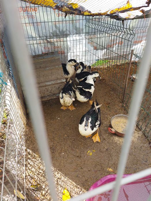 Vendo patos caseiros