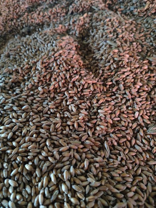 Pszenżyto ozime 2025