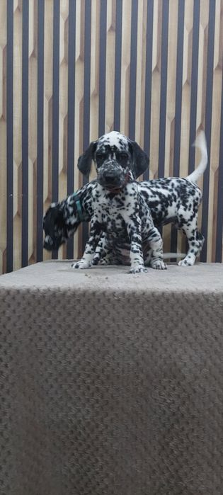 Dalmatyńczyk- suczka gotowa do odbioru